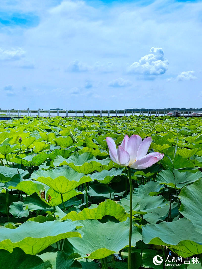 查干湖美景。人民網李洋攝