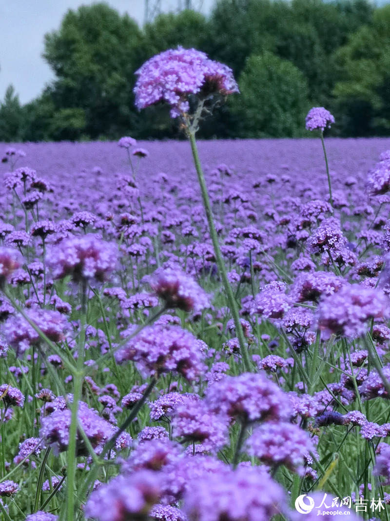 查干湖花海景觀。人民網李洋攝