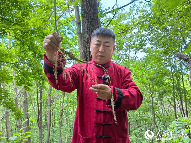 李把頭講解剛“抬”的人參。人民網記者 馬俊華攝