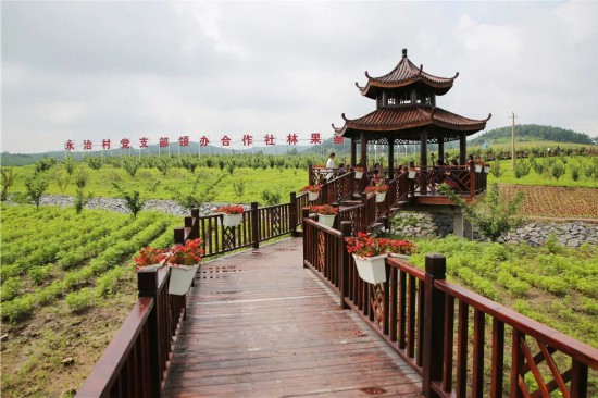 永治村林果基地